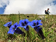 89 Genziana di Koch (Gentiana acaulis) 